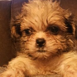 Sadie - Sable female Shih Tzu puppy in Carthage, Missouri from Cooley's Cuddle Pups