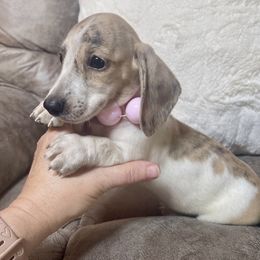 Pepper - Piebald male Dachshund puppy in Williamsburg, Kentucky from Whispering Pine Dachshunds & Pomeranians