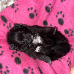 Minnie - Black parti female Pomeranian puppy in Yukon, Oklahoma from Rae of Sunshine Poms