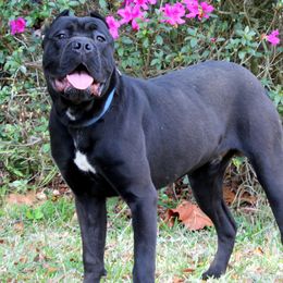 Magni - Cane Corso