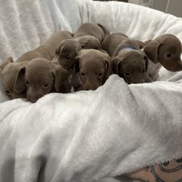 Dachshund Puppies from JnA Dachshunds