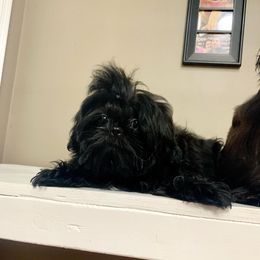 Shih Tzu Puppies from The Anderson Farms Kennel