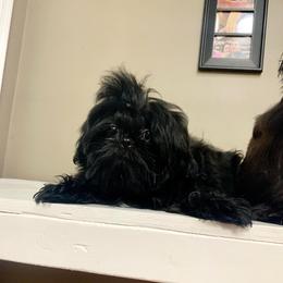 Shih Tzu Puppies from The Anderson Farms Kennel