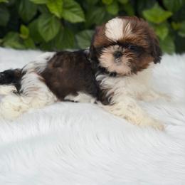 Girl2 - Tricolor female Shih Tzu puppy in Covina, California from Shih_doodle_Co