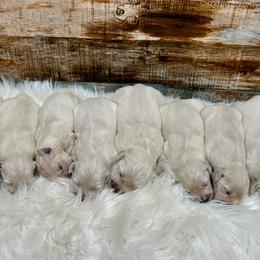 Wasabi - Light golden male Golden Retriever puppy in Oak Hill, Florida from Swingin T Ranch LLC