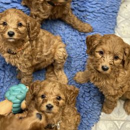 Goldendoodle Puppies from Coal Country Doodles