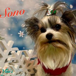 Sono - Yorkshire Terrier