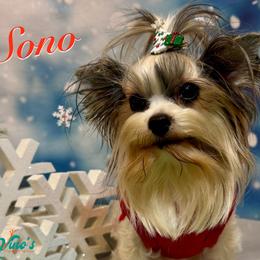 Sono - Yorkshire Terrier