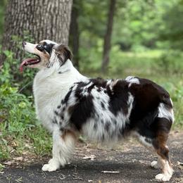 Candy - Miniature Australian Shepherd