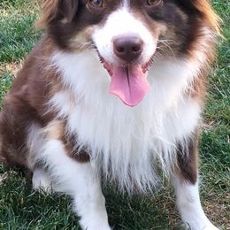 Zayne - Miniature American Shepherd