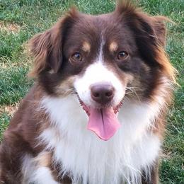 Zayne - Miniature American Shepherd