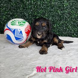 Hot Pink Girl - Phantom female Bernedoodle puppy in Modesto, California from Two Doods Doodles