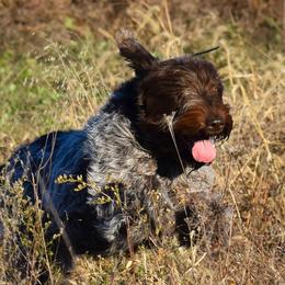 Dinah - Wirehaired Pointing Griffon