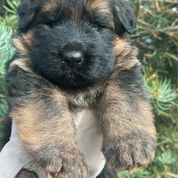 Frost - Black and red male German Shepherd puppy in Herriman, Utah from VMS Shepherds