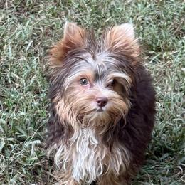 Stetson - Chocolate and tan male Yorkshire Terrier puppy in Lexington, North Carolina from Silver Valley Yorkies