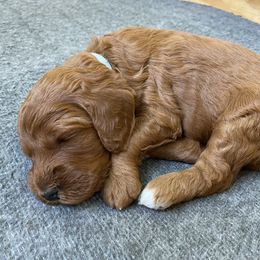 Goldendoodle Puppies from Heartshine Doodles