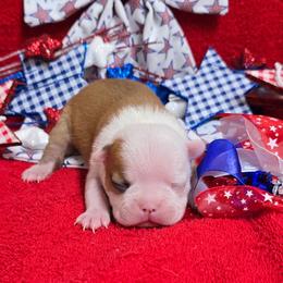 Red Fawn Boy - Red male Boston Terrier puppy in San Antonio, Texas from JT Bostons