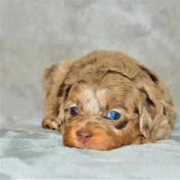 Aussiedoodle Puppies from Steindoodles