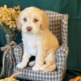 Caramel - purple collar - Caramel female Australian Labradoodle puppy in Caldwell, Idaho from Leila Pearson