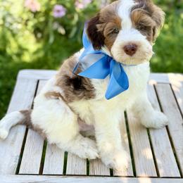 Fudge - Chocolate merle male Bernedoodle puppy in Mapleton, Utah from Natural Doodle Life