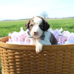 Rocket - White and gold male Bordoodle puppy in Ashland, Ohio from Cherry Blossom Doodles