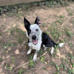 Castle - Black and white male Border Collie puppy in Danville, Kentucky from 3-Ring Farms