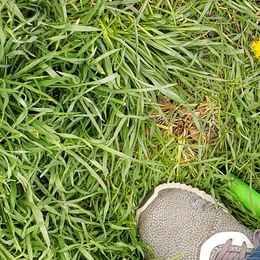 Doberman Pinscher Puppies from Stand Alone European Dobermans