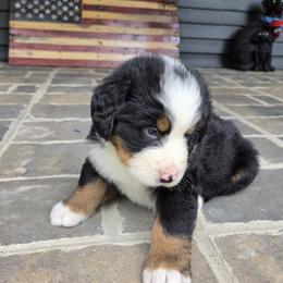 Bear - male Bernese Mountain Dog puppy in Gaffney, South Carolina from Circle D Farms