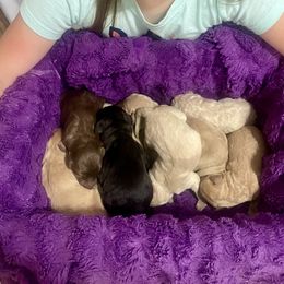 Florence - Chalk female Labradoodle puppy in Craig, Nebraska from Top Knot Companions Poodles and Labradoodles