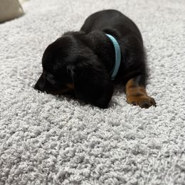 Dachshund Puppies from Courtney Robinson