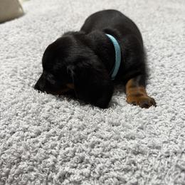 Dachshund Puppies from Courtney Robinson