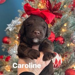Caroline - Phantom female Goldendoodle puppy in Prosperity, Pennsylvania from Stelladoodles & Company