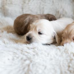 Dachshund Puppies from CTX Doxies