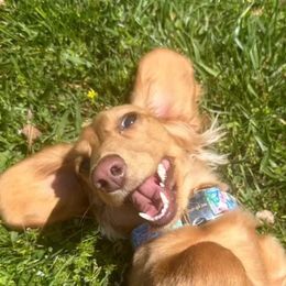 Dachshund Puppies from Monahan Dachshunds