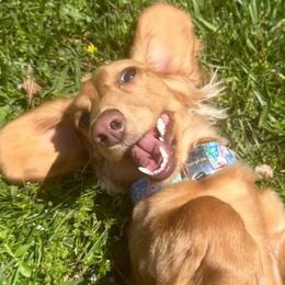 Dachshund Puppies from Monahan Dachshunds
