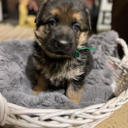 Green boy - Black and tan male German Shepherd puppy in La Salle, Colorado from Pure Heart German shepherds