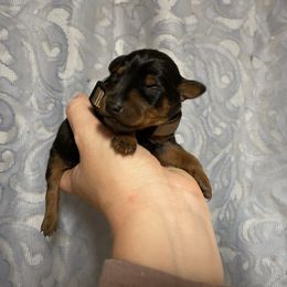 Rocky - Black and tan male Miniature Pinscher puppy in Lancaster, Missouri from White Stone Ranch
