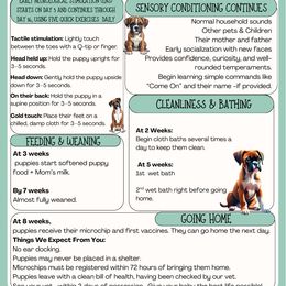 Maui - Light Blue Collar- Flashy Fawn Male - Fawn male Boxer puppy in Madras, Oregon from BnT Boxers