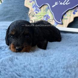Stitch - Black and tan male Dachshund puppy in Copperas Cove, Texas from Isalyn Dachshunds