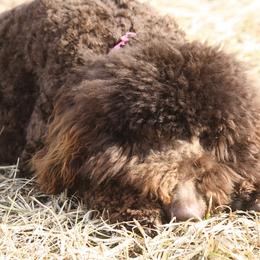 Bernedoodle, Goldendoodle, and Labradoodle Puppies from Apple Creek Doodles