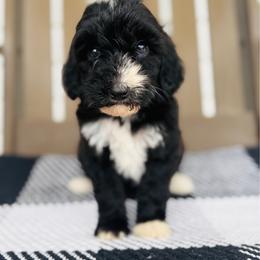 Bessie - Black female Goldendoodle puppy in Auburn, Indiana from Martin’s Doodles