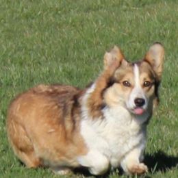 Chloe - Pembroke Welsh Corgi