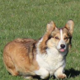 Chloe - Pembroke Welsh Corgi