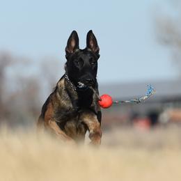 Trump - Mahogany male Belgian Malinois puppy in China Spring, Texas from Childress Creek Kennels