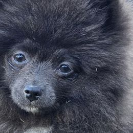 Pomeranians and Pomskies from Northern Cali Pomskies