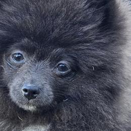 Pomeranians and Pomskies from Northern Cali Pomskies