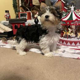 Biewer Terrier Puppies from Southern Star Biewers