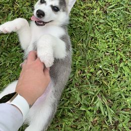 Siberian Husky Puppies from Hargaden Huskies