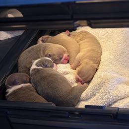 Boy 1 - Lilac tri-color male Bulldog puppy in Bell Gardens, California from G bulldogs
