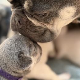 Estrella - French Bulldog